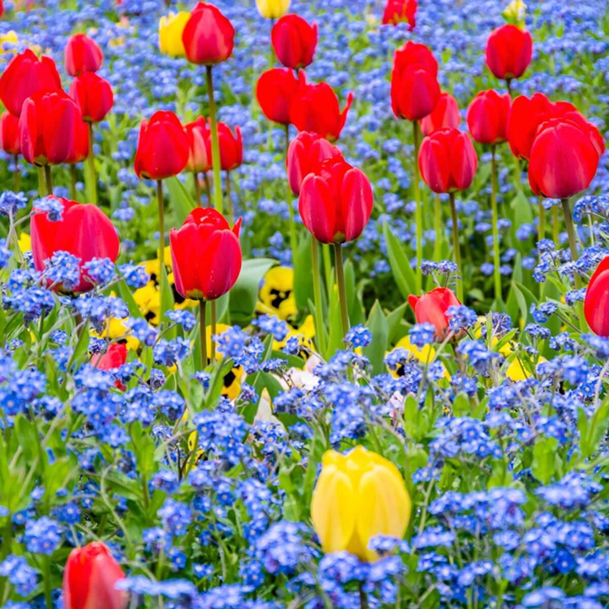 Tulips, forget-me-nots and pansies garden flower beds