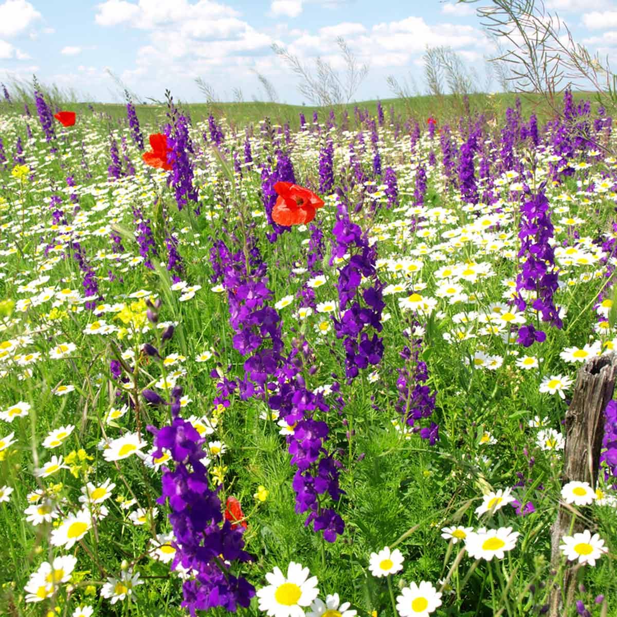 purple larkspur red poppies garden flower beds