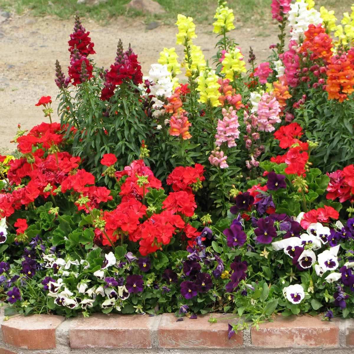 multicolored snapdragons purple, white and yellow pansies