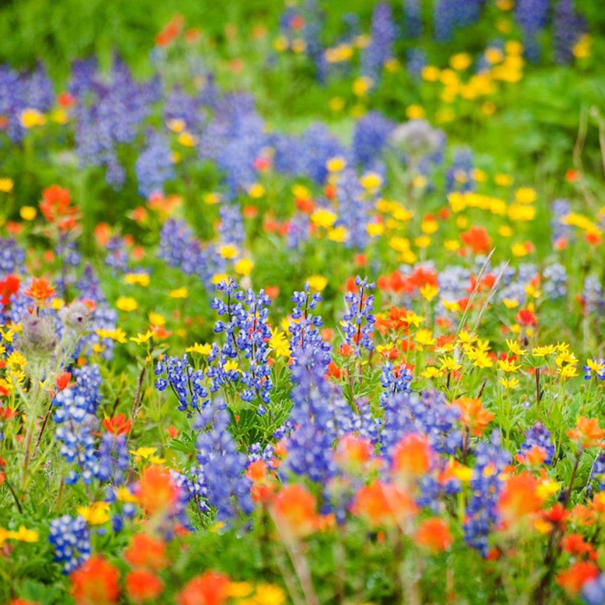 wild flowers garden