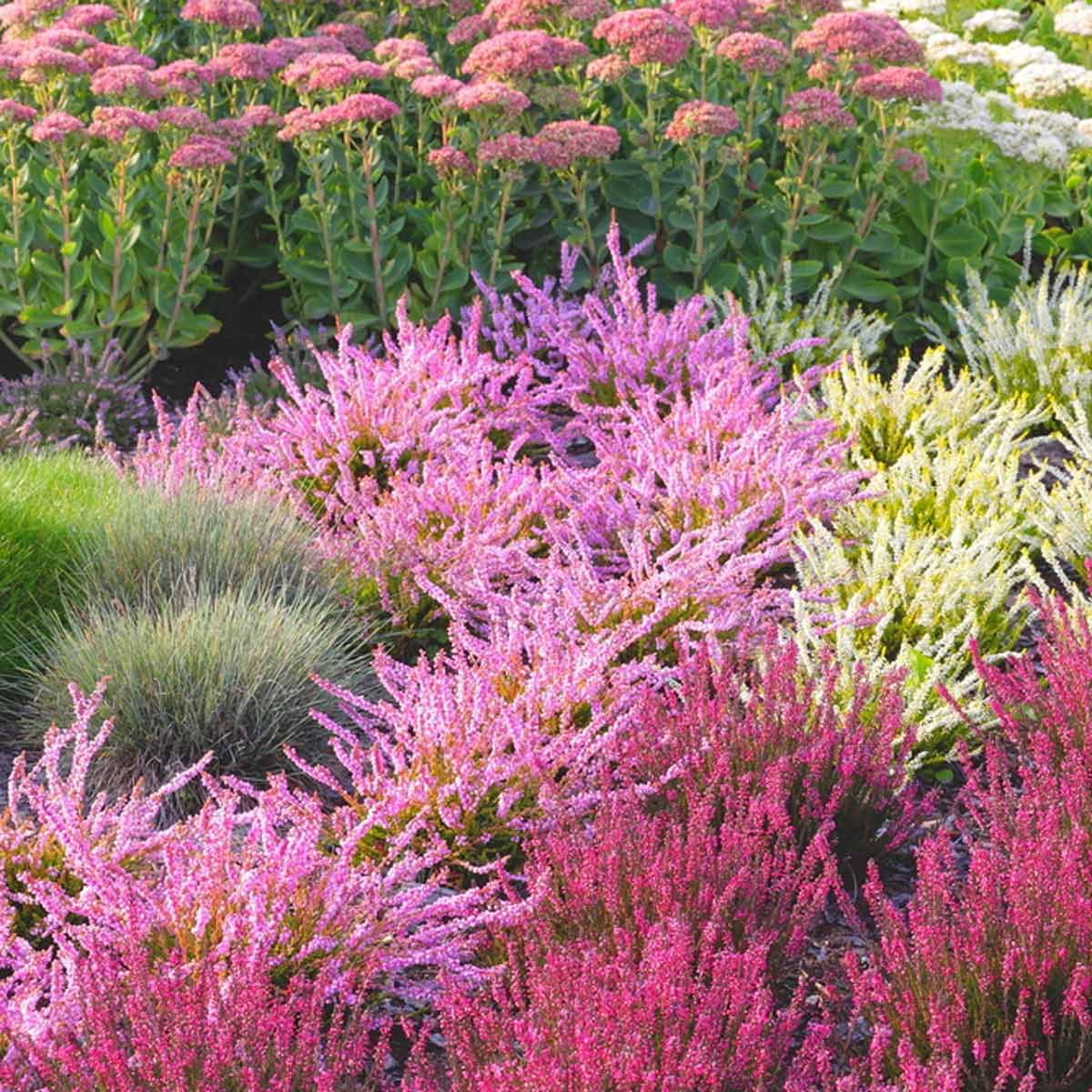 pink white red heather flowers