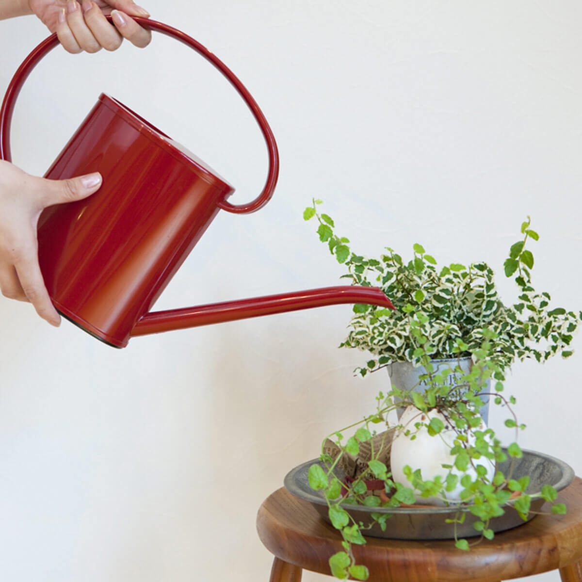 watering house plants