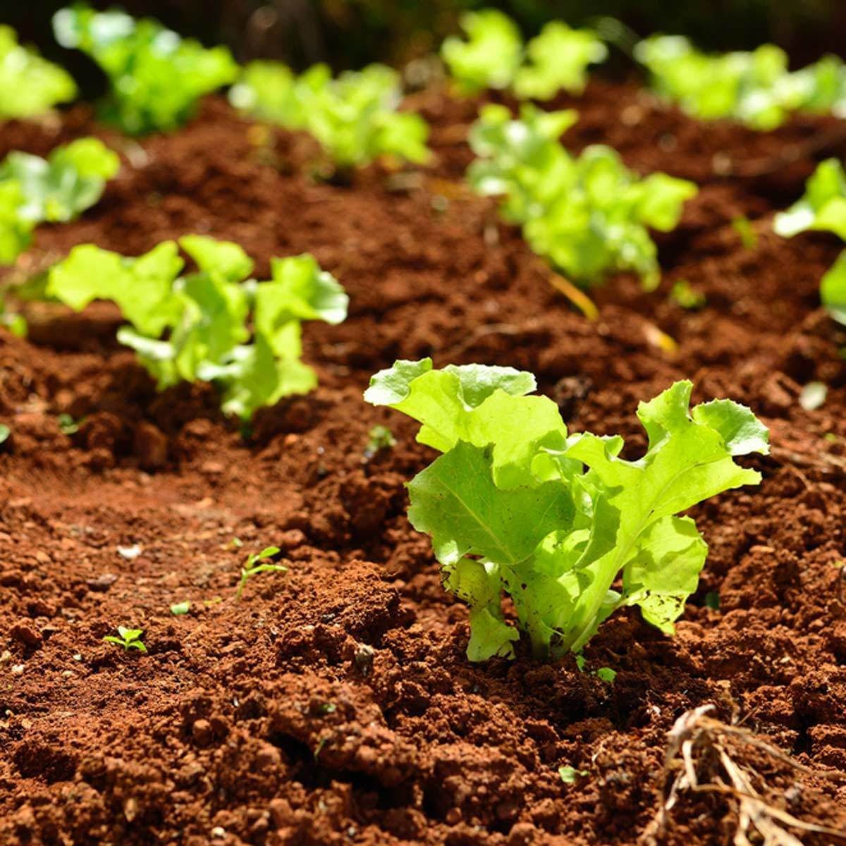 Small lettuce plants in garden bed