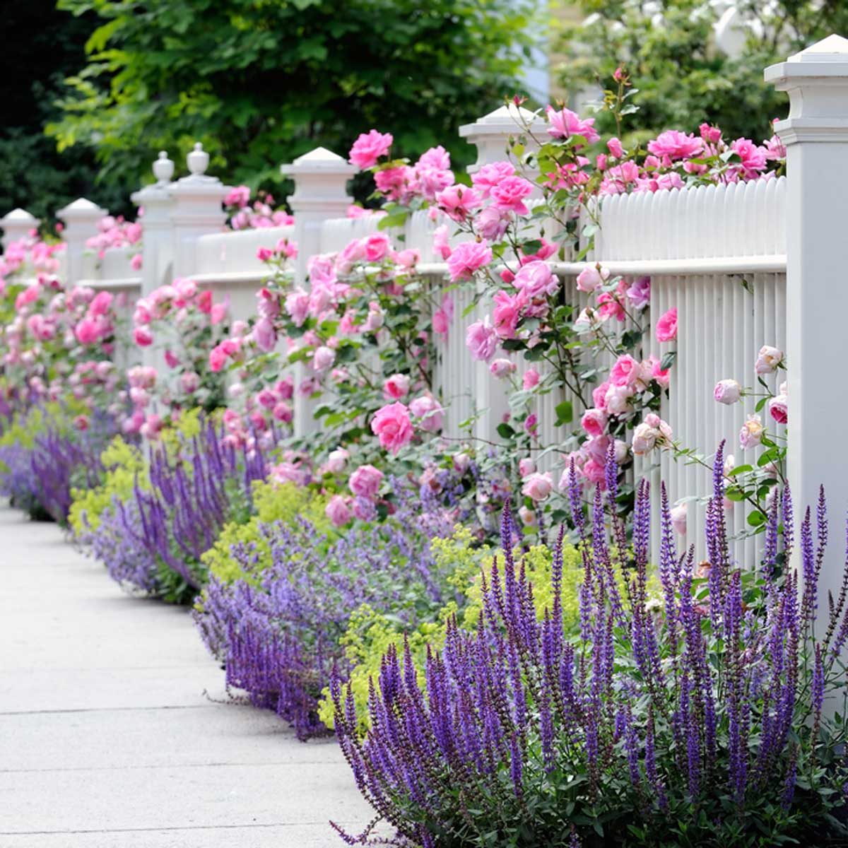 pink roses on white fence