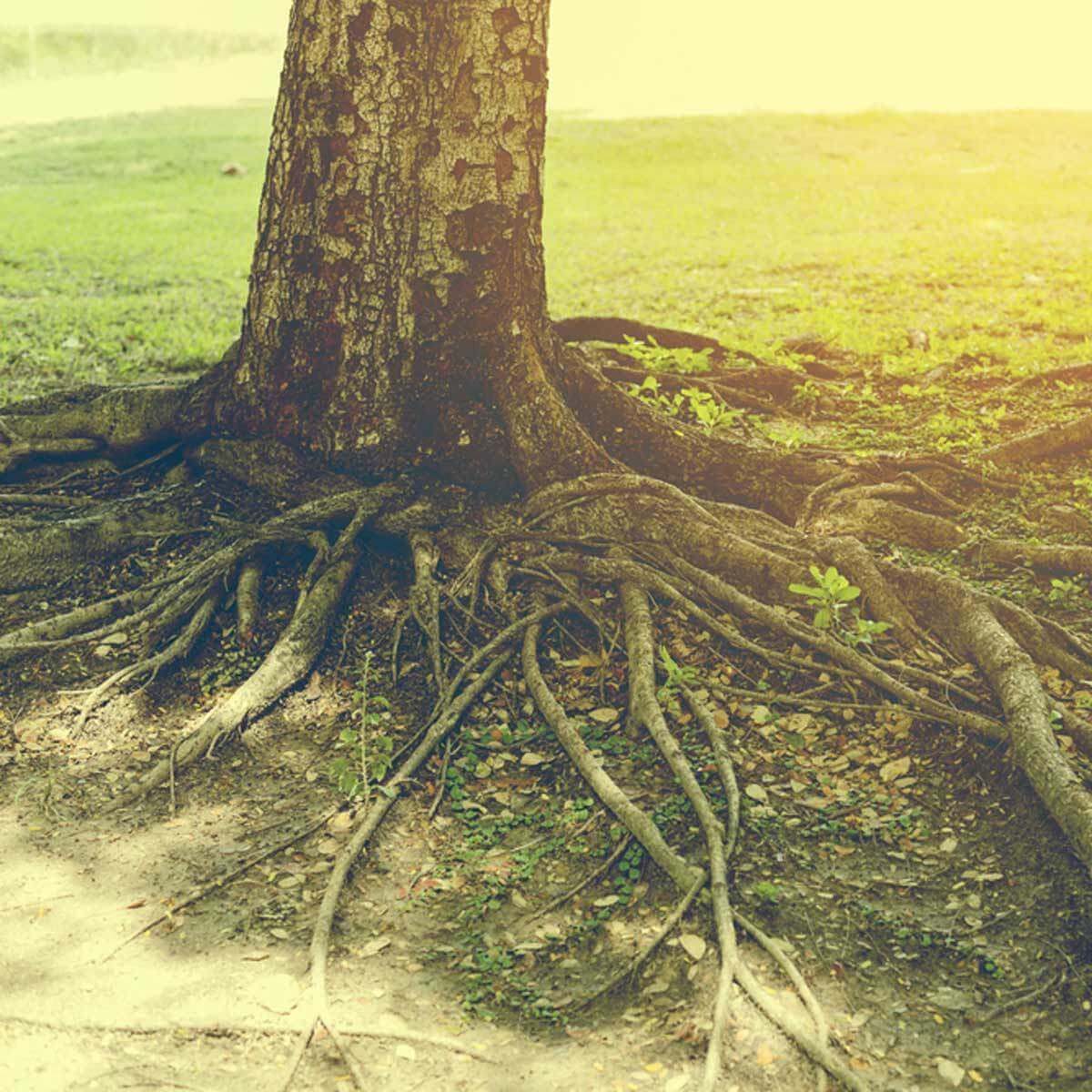tree roots