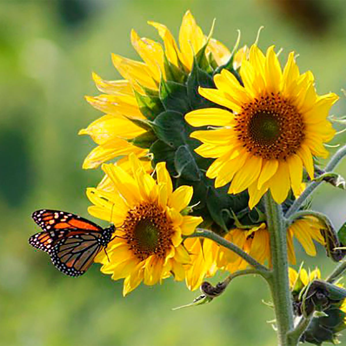 butterfly on sunflower