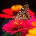 9 Butterfly Flowers to Grow From Seed