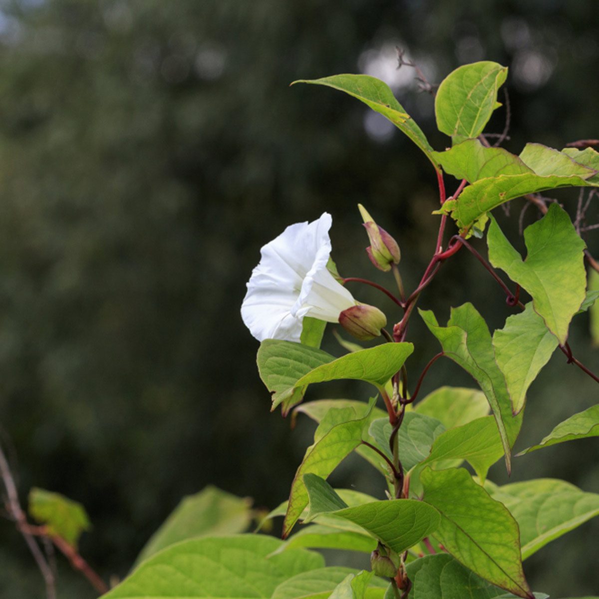 Field Bindweed