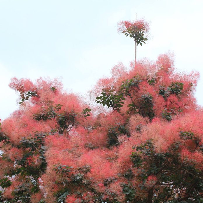 flowering shrubs Smokelike blooms on smokebush shrub