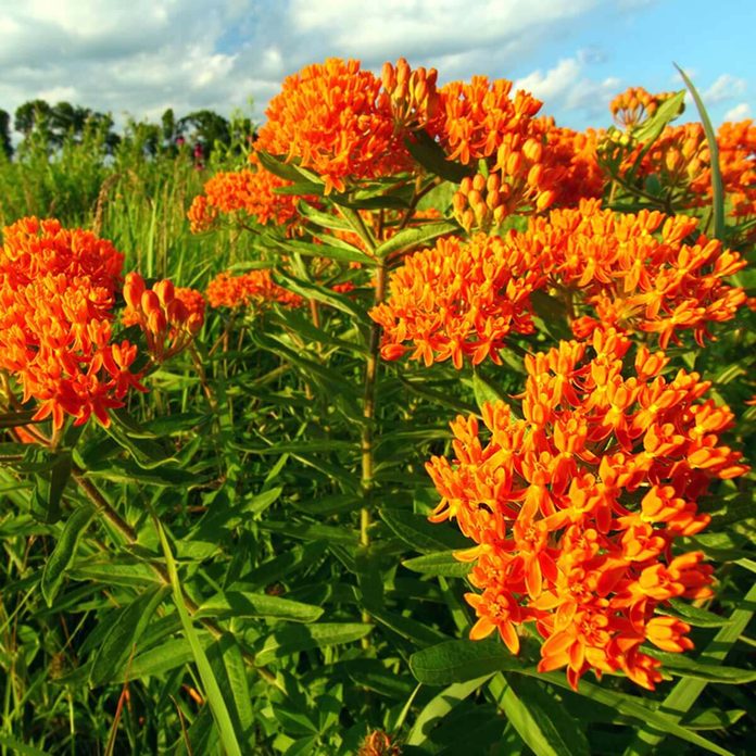 Butterflyweed wildflower