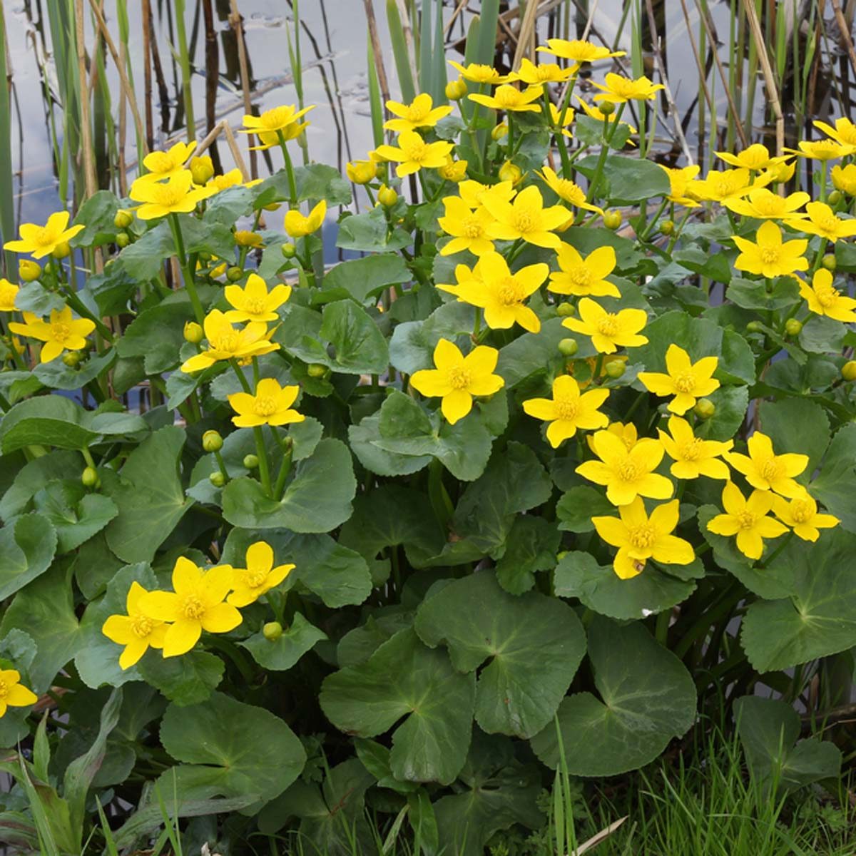 Marsh Marigold