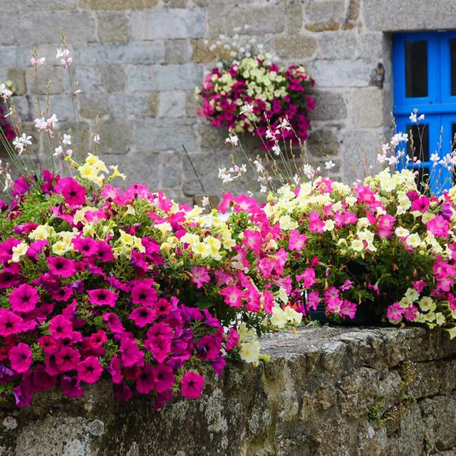 Sunny Balcony Garden