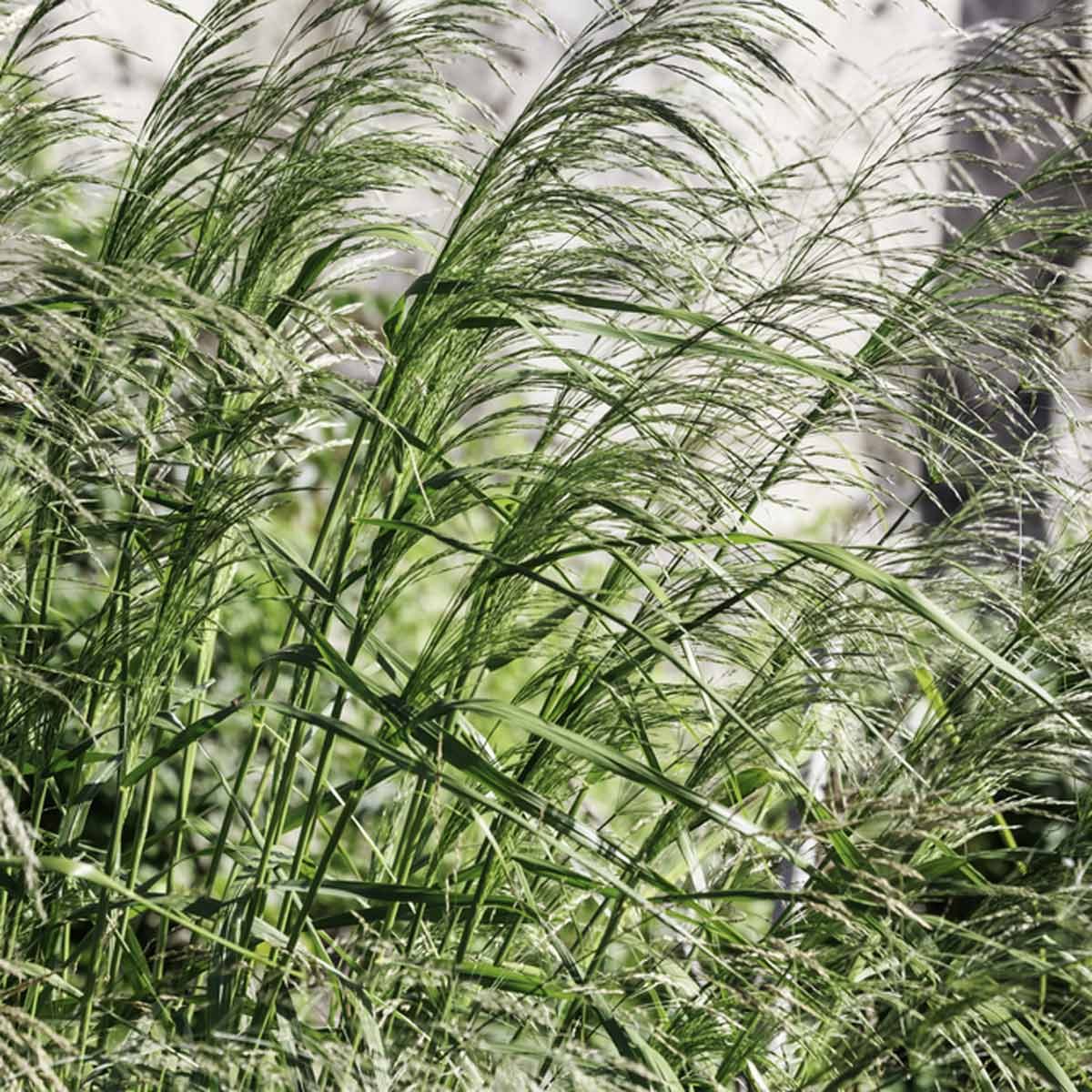 Switchgrass