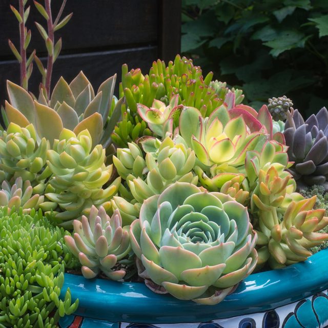 Create a Succulent Bowl