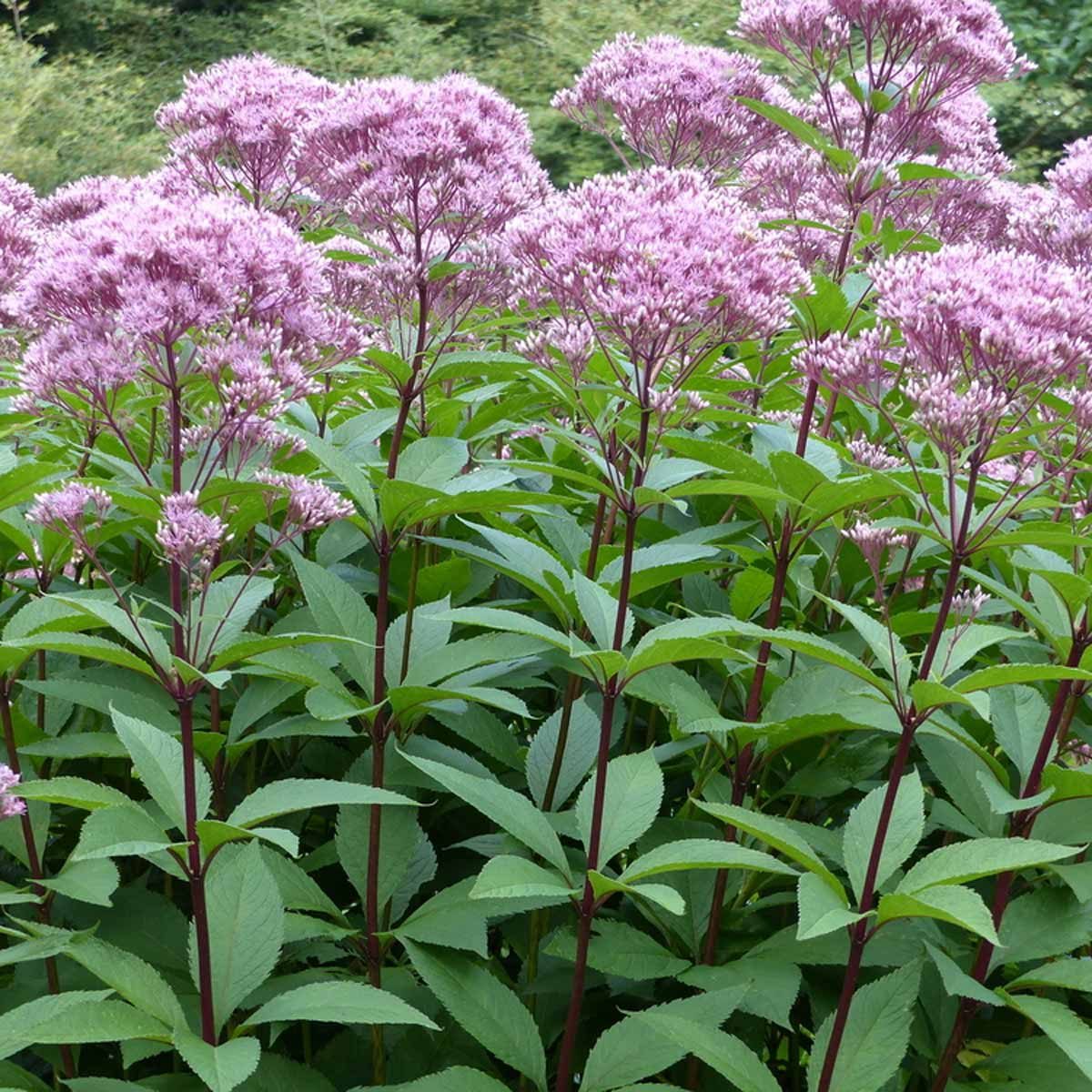 pink flowerheads on eupatorium