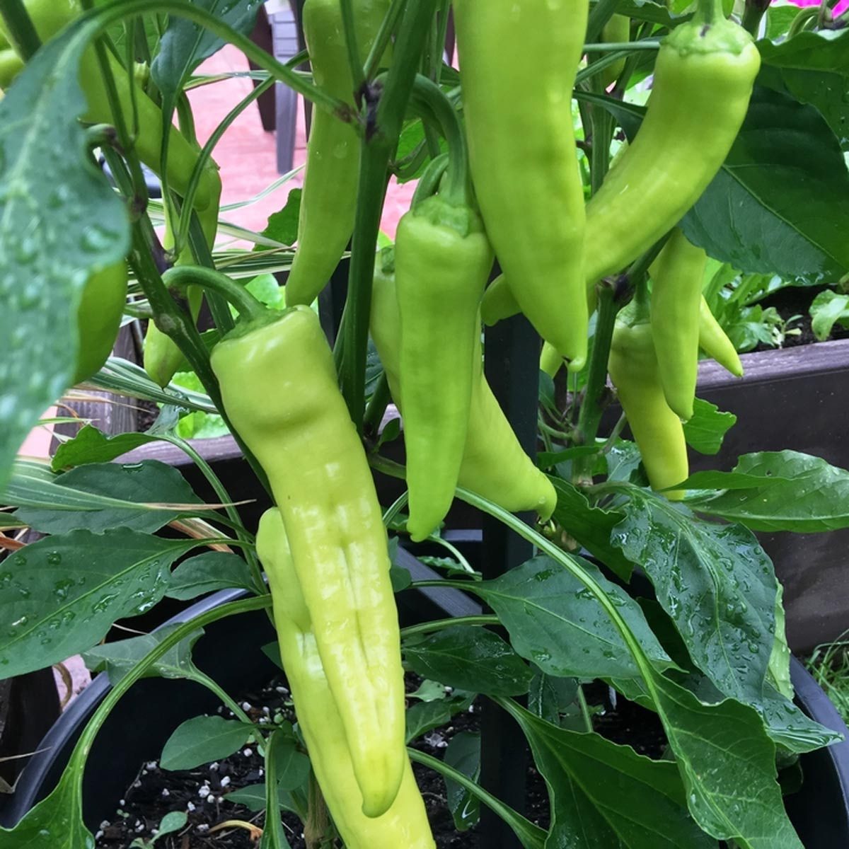 growing banana peppers