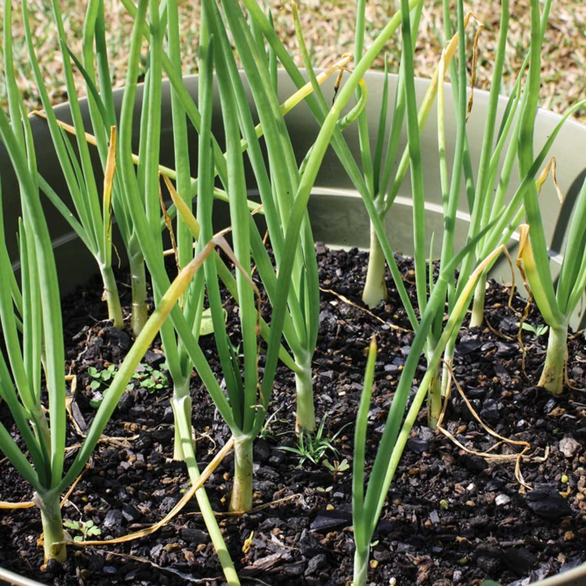 growing onions