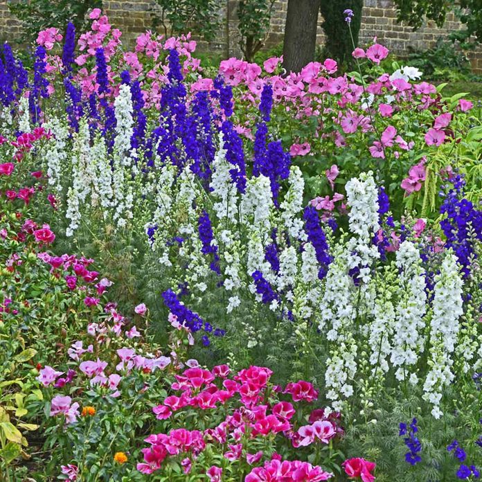 Blue and white larkspur in a wildflower garden wildflowers
