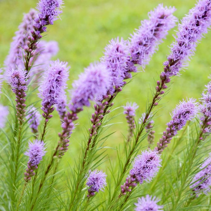 Liatris wildflower