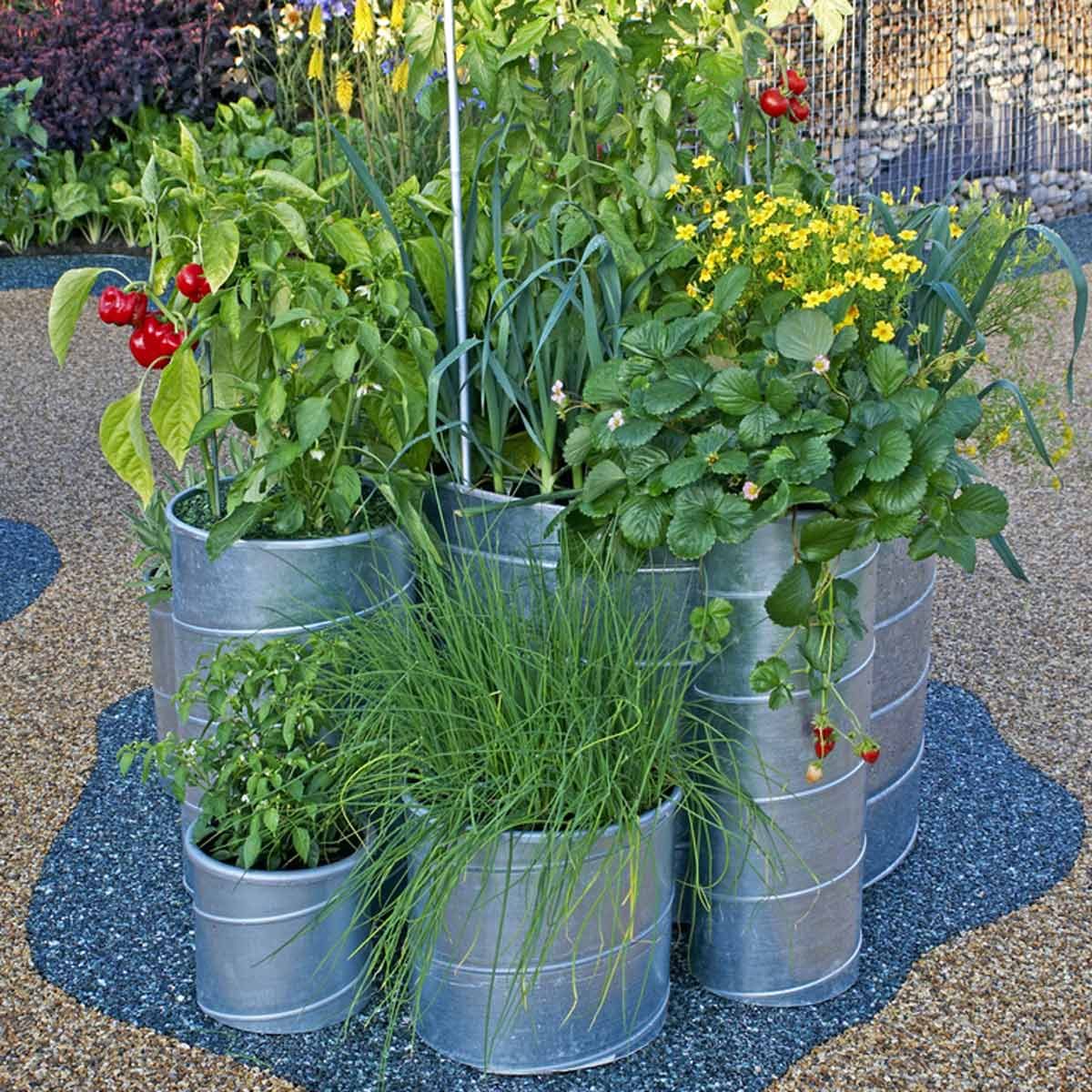 Assortment of vegetables growing in containers veggies