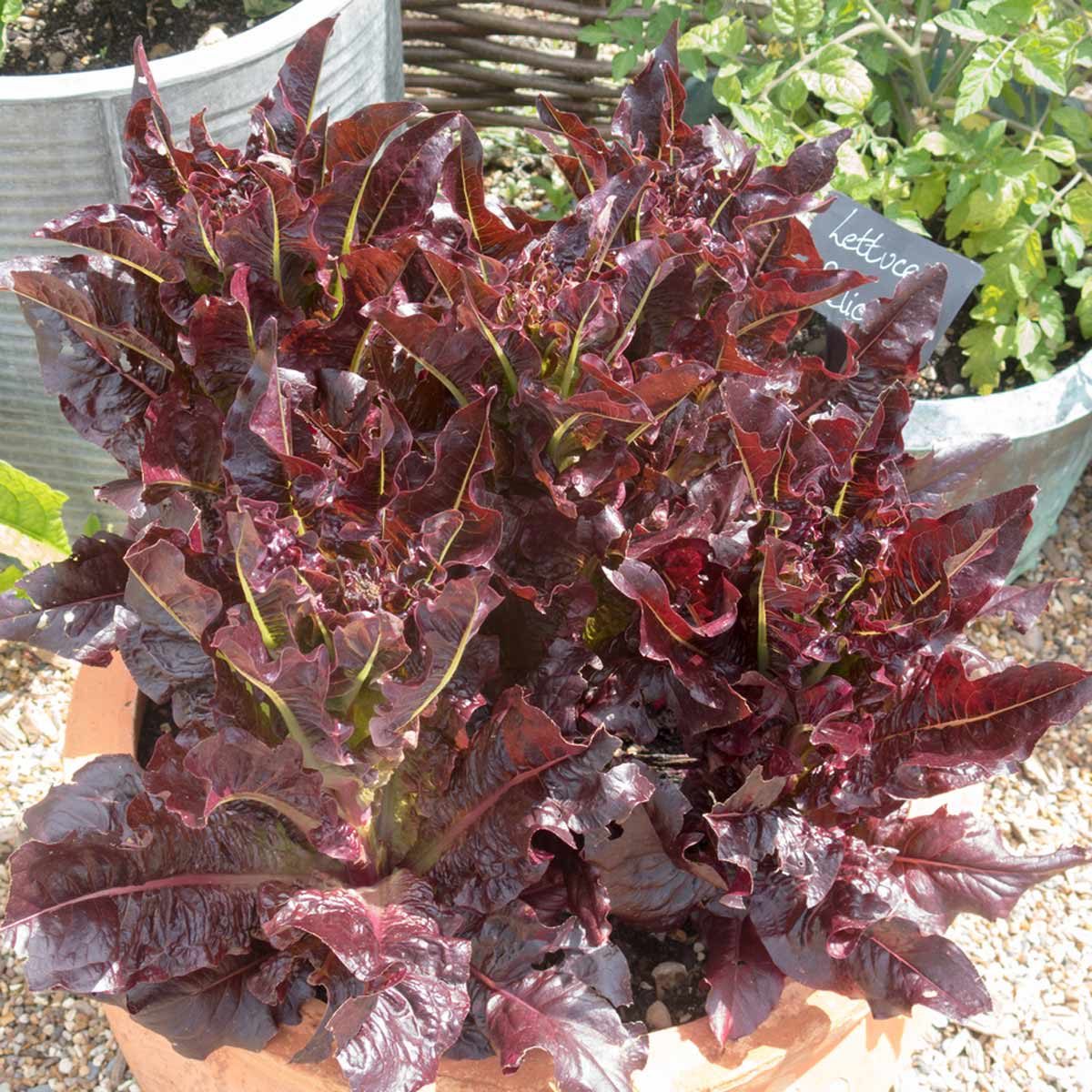 purple lettuce leaf