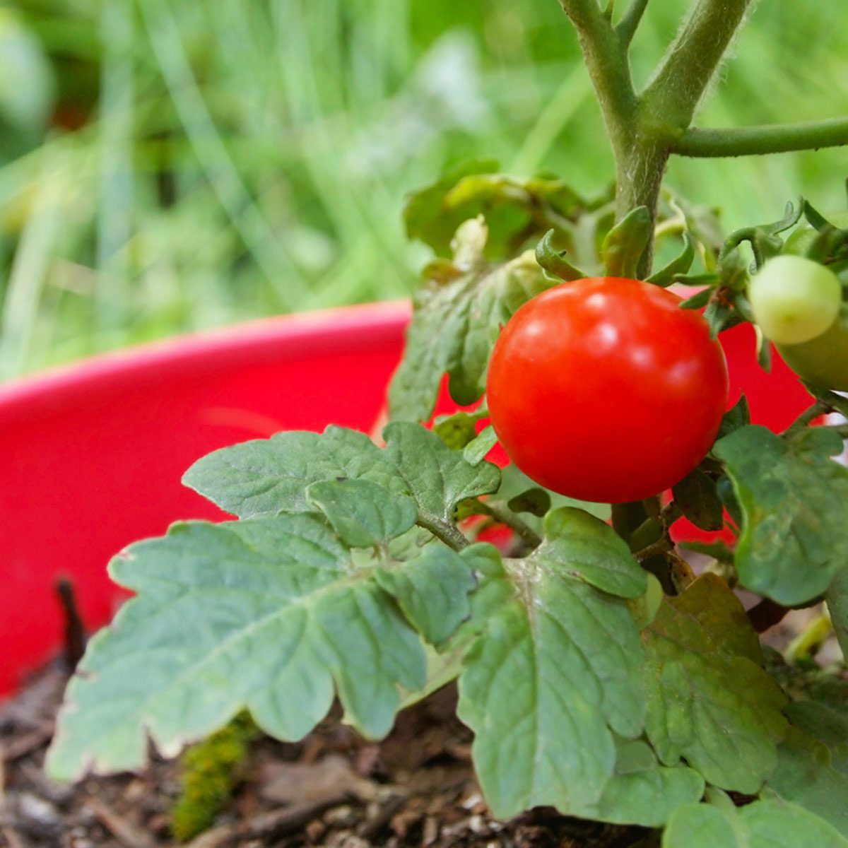 determinate tomatoes