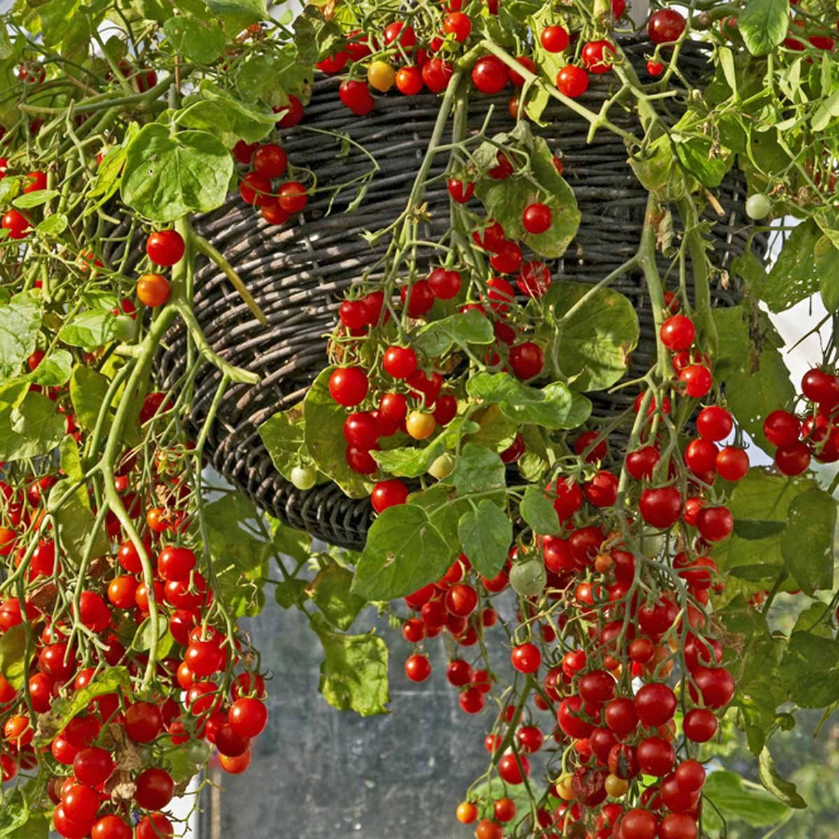 cherry tomatoes