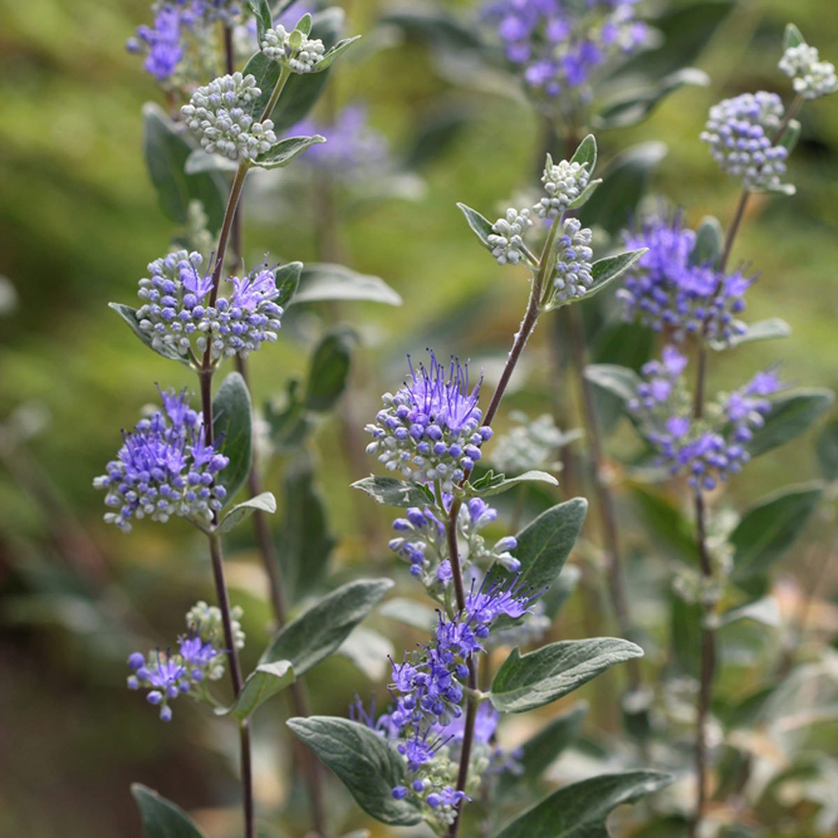 Caryopteris flowering shrub