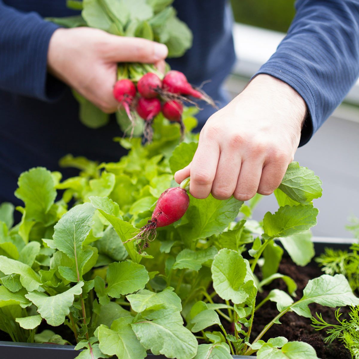 radishes