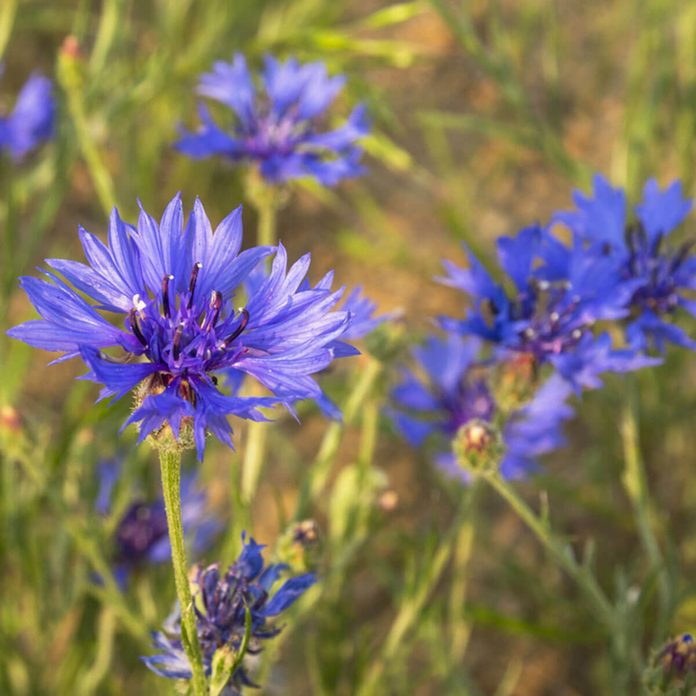 bachelor's buttons wildflowers