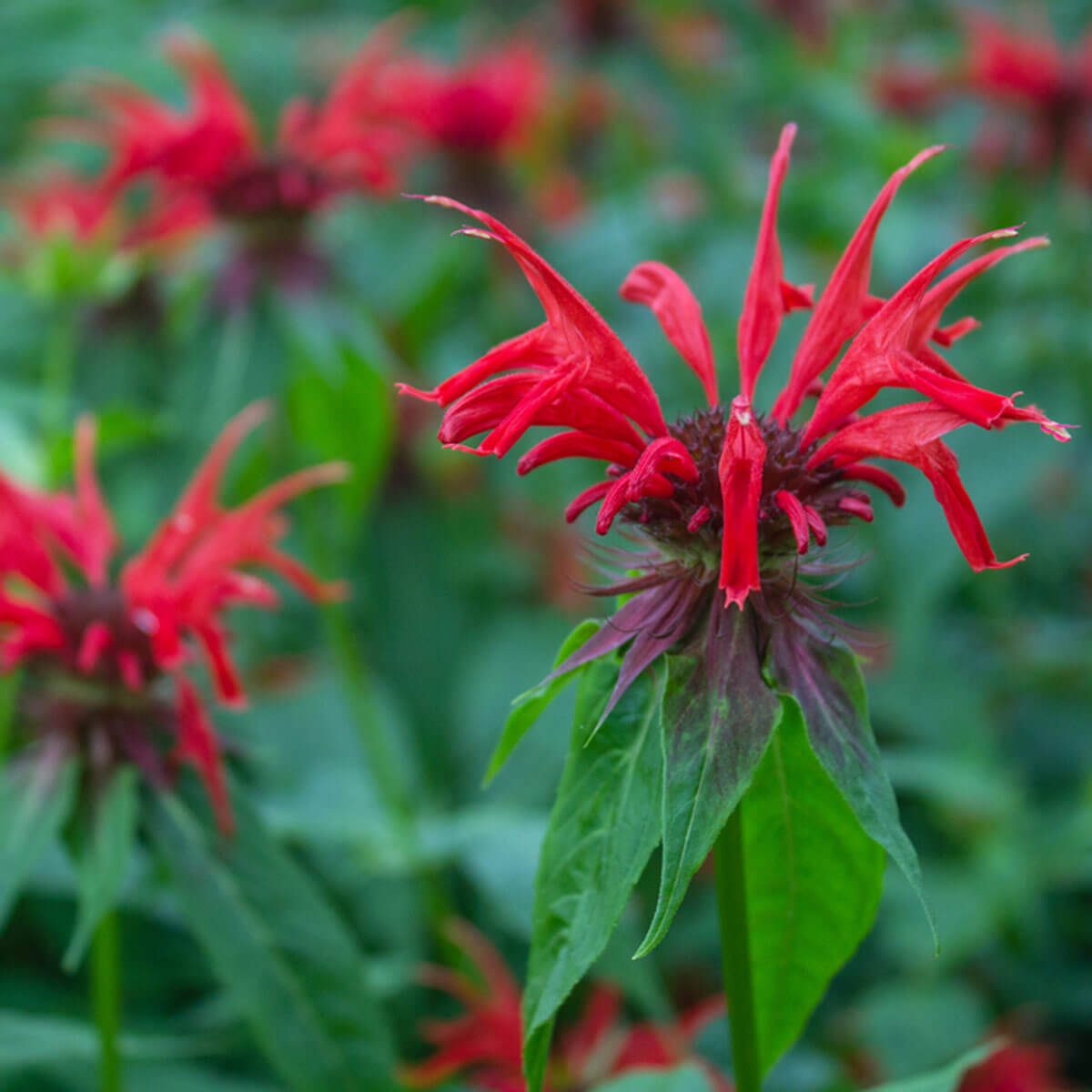 Bee Balm Wildflower