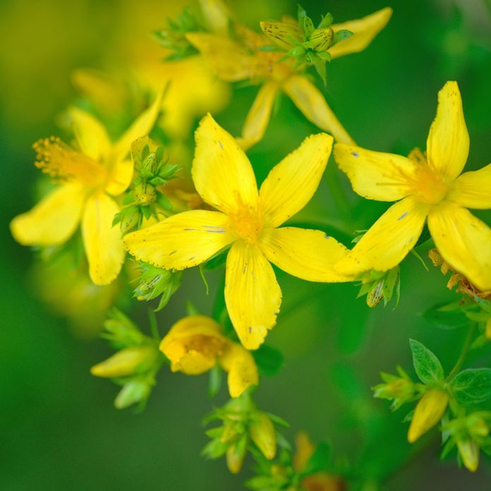 St. John's Wort Flowers flowering shrub