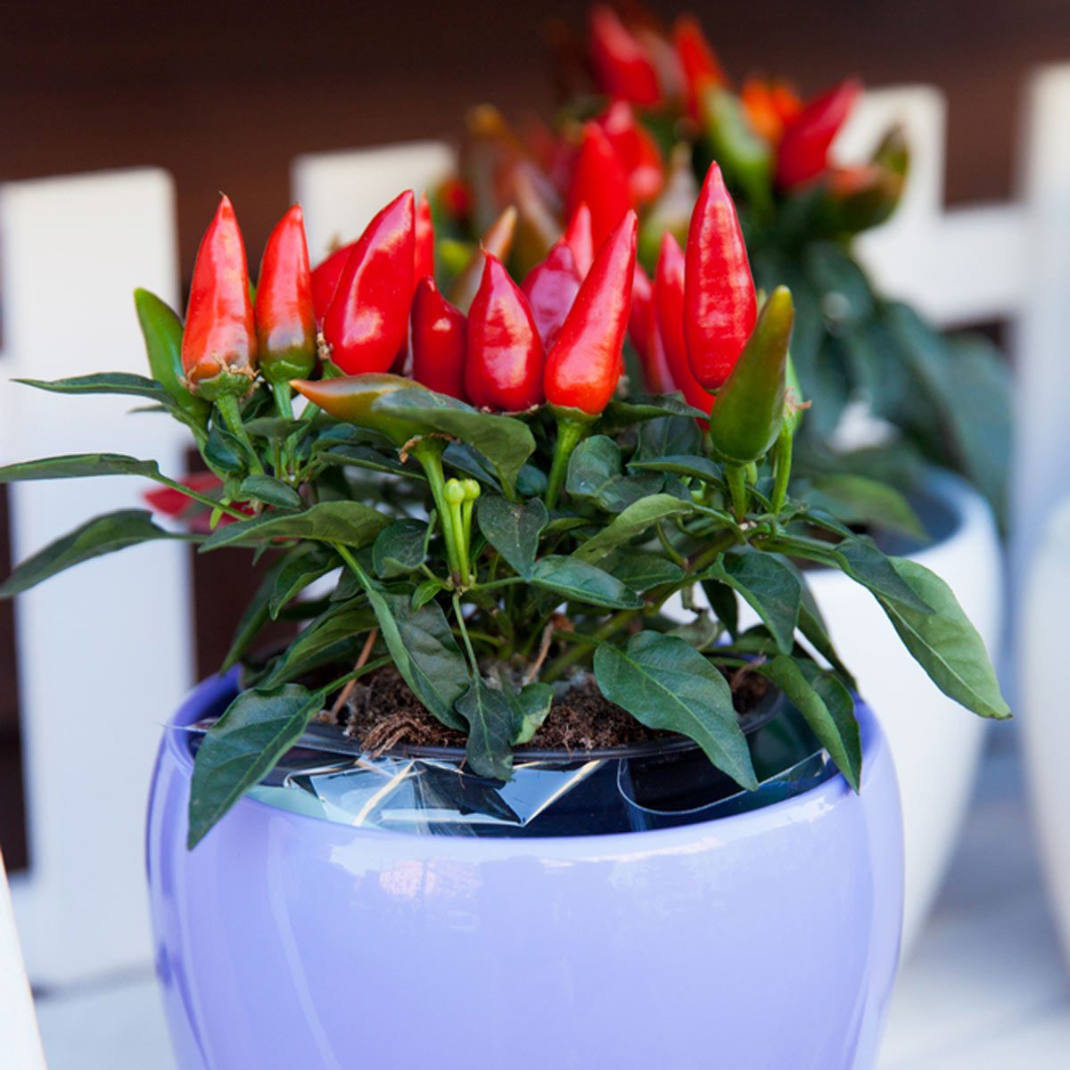 potted growing hot peppers