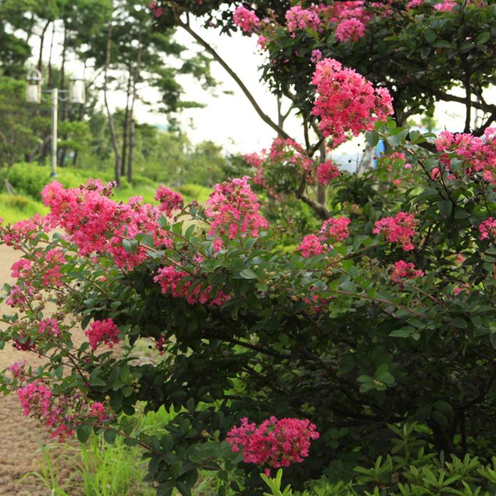 Crape Myrtle flowering shrub