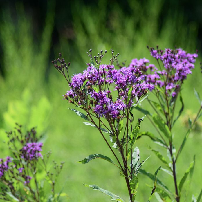 Prairie Ironweed