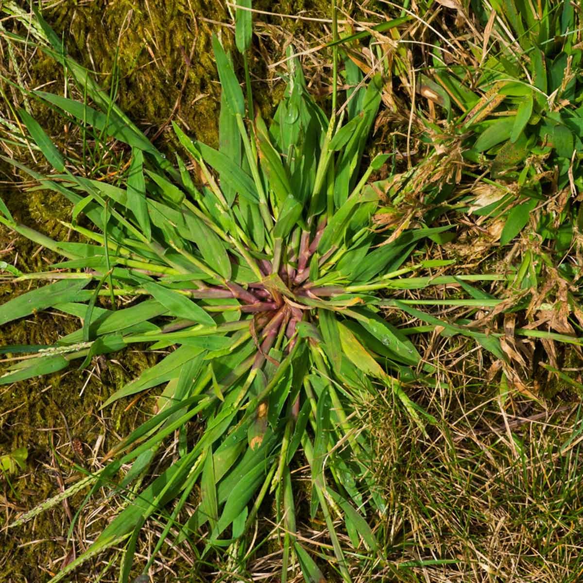 Crabgrass