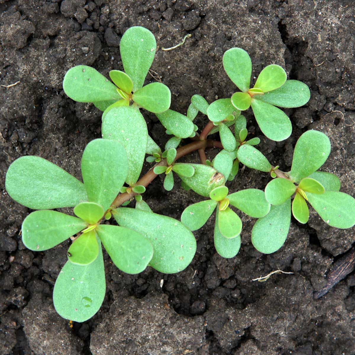 Common Purslane