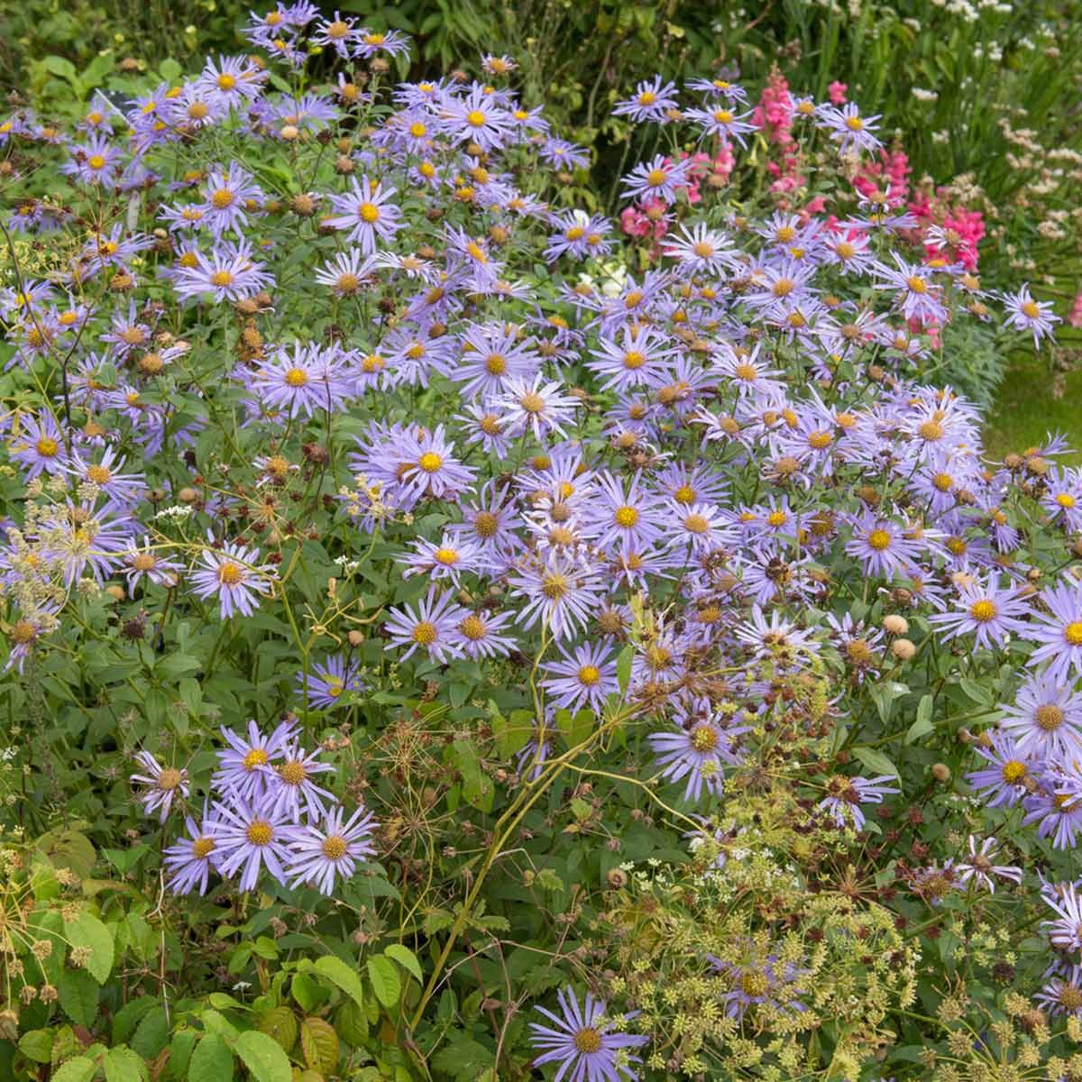 New England Aster
