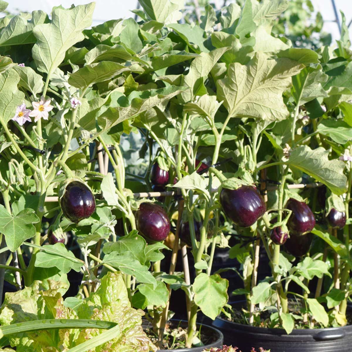 growing eggplant