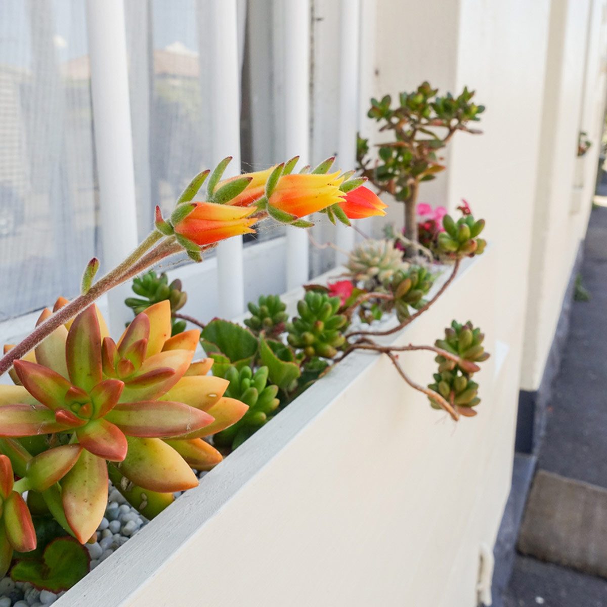 window box