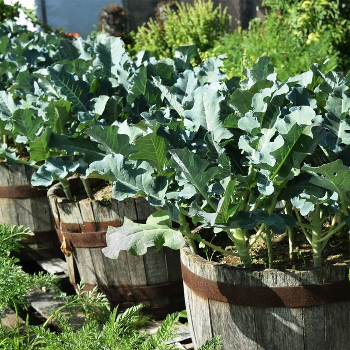 growing broccoli