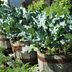 A Dozen Vegetables You Can Grow in Pots