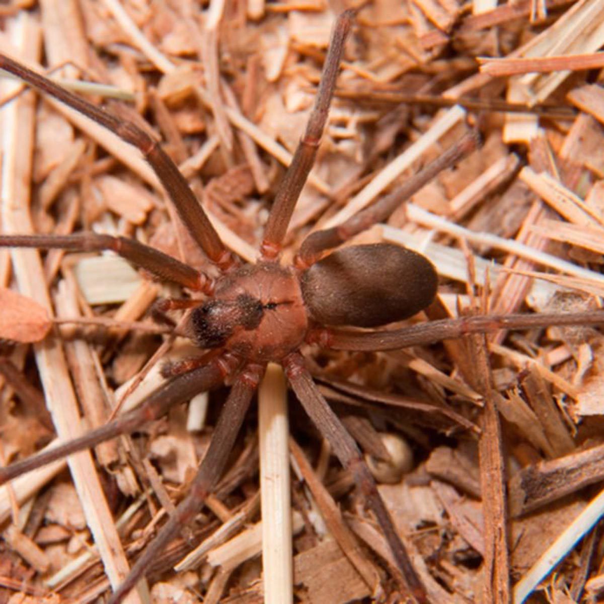 brown spider