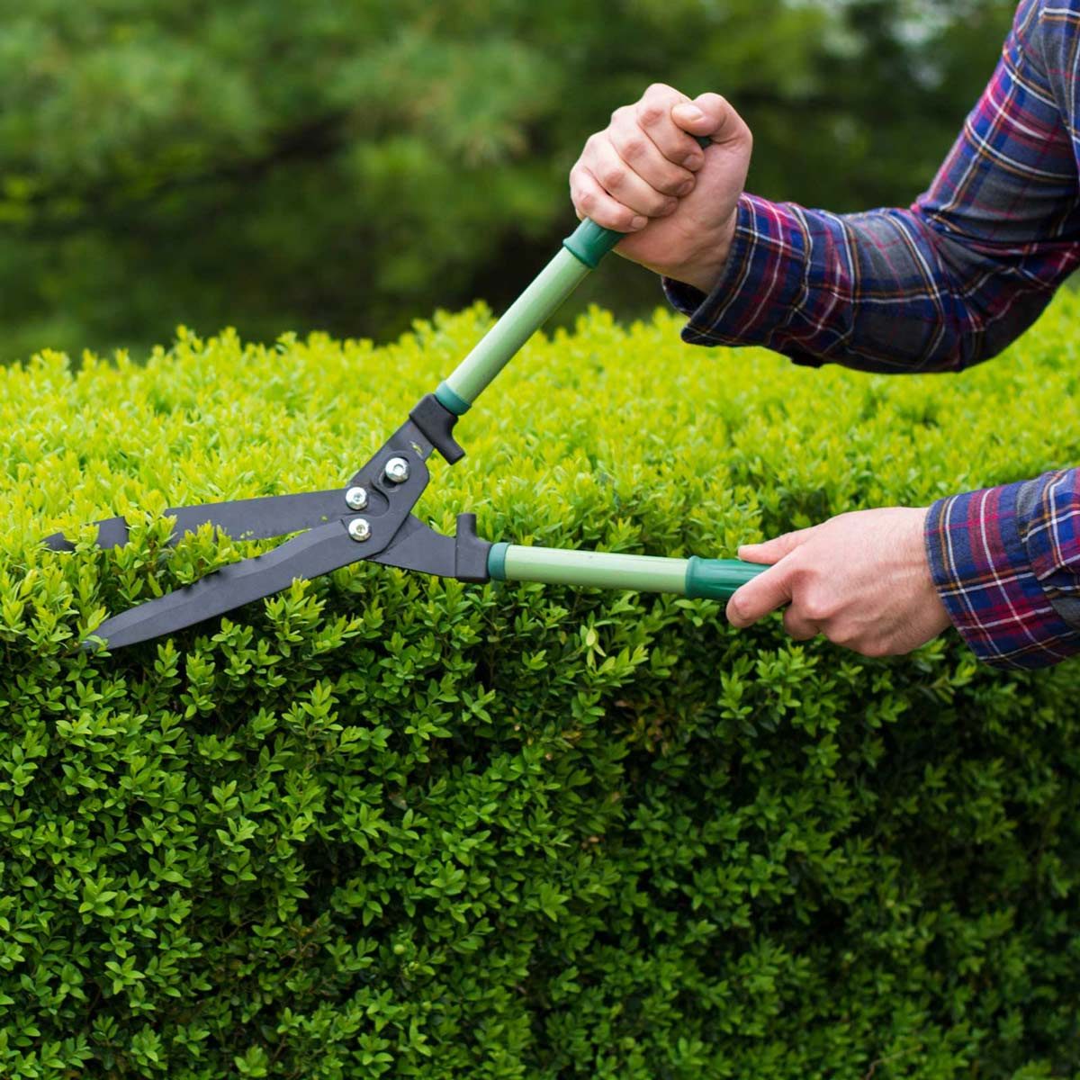 trim shrubs