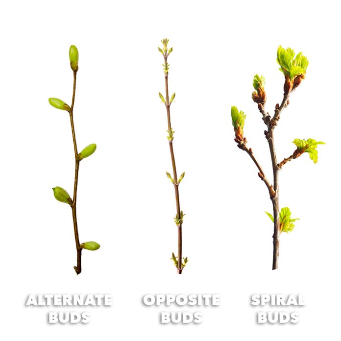 identifying tree types by their buds