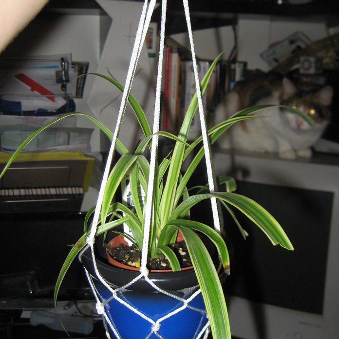 Plant how to hang plants indoors