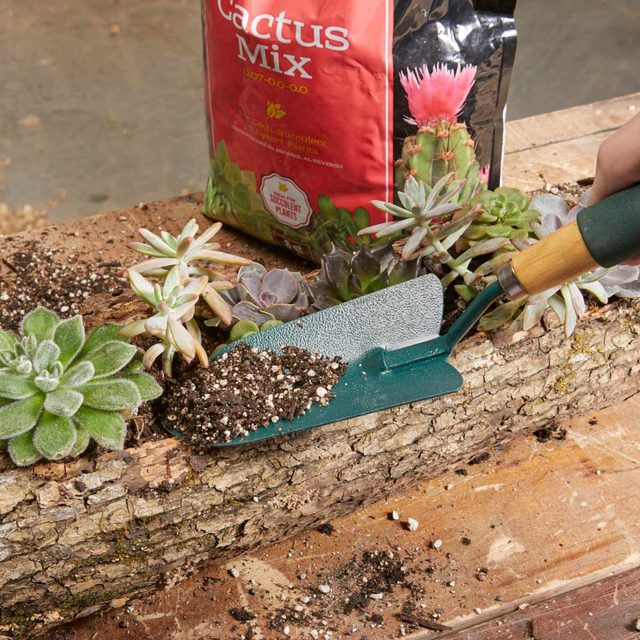log planter cactus soil