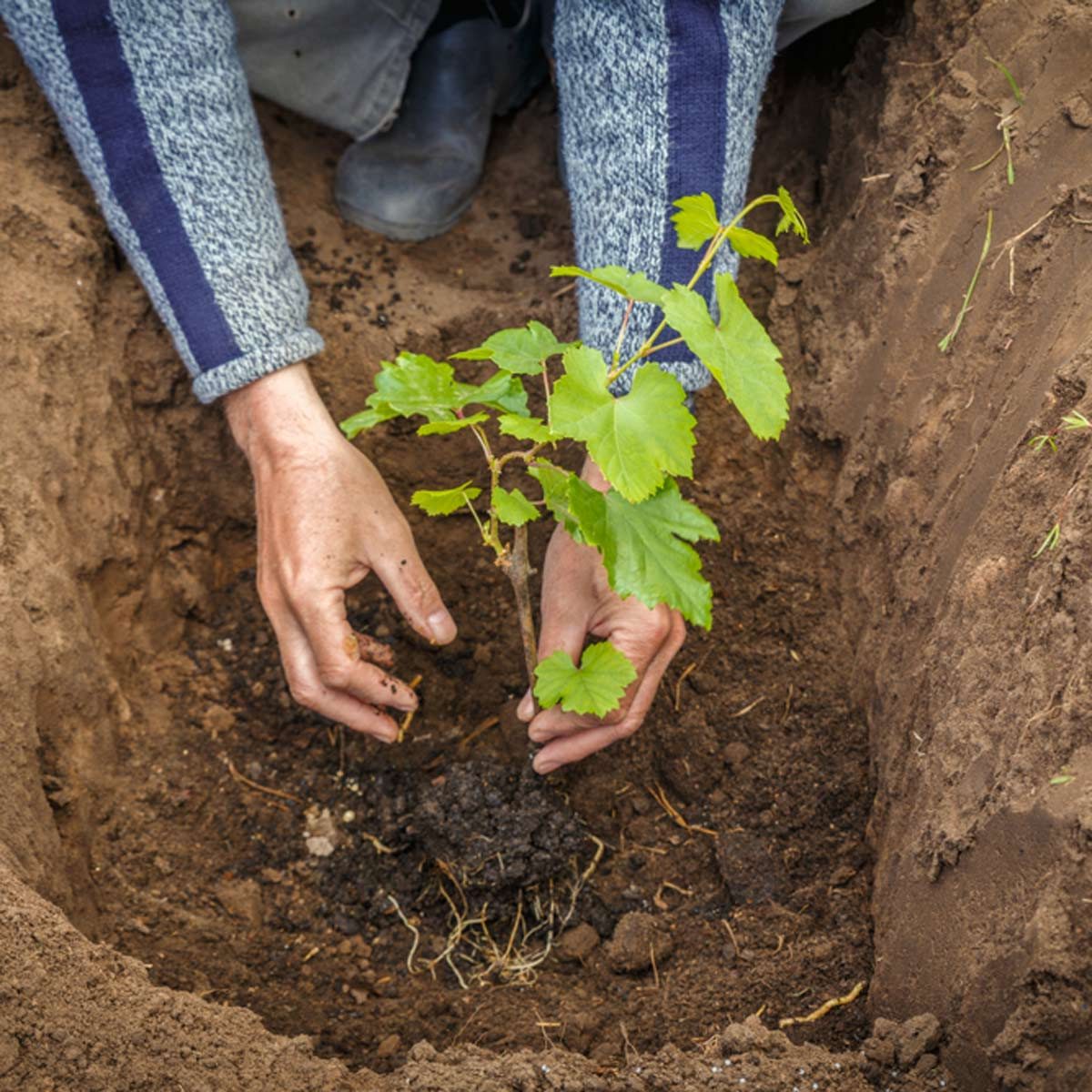 planting