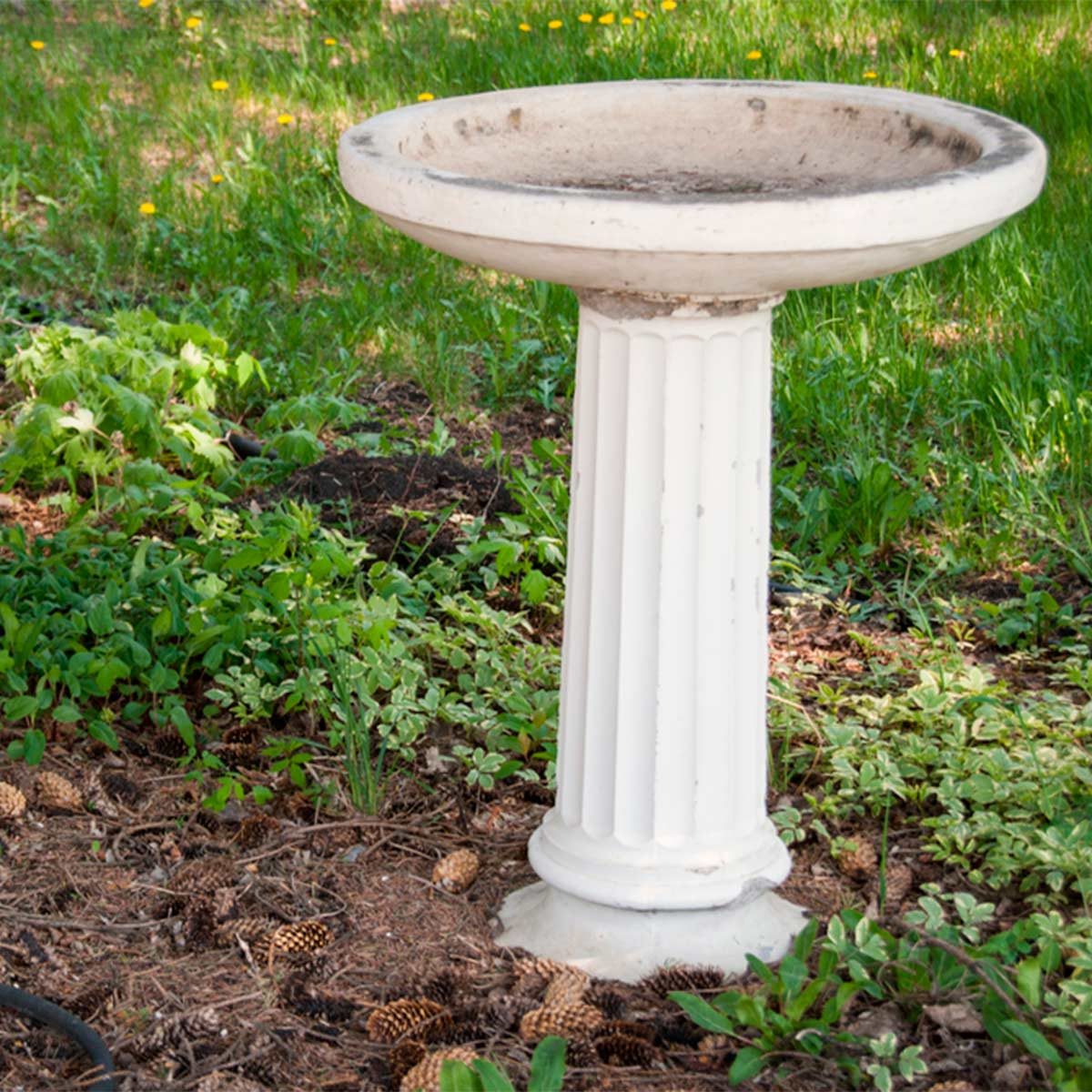 birdbath