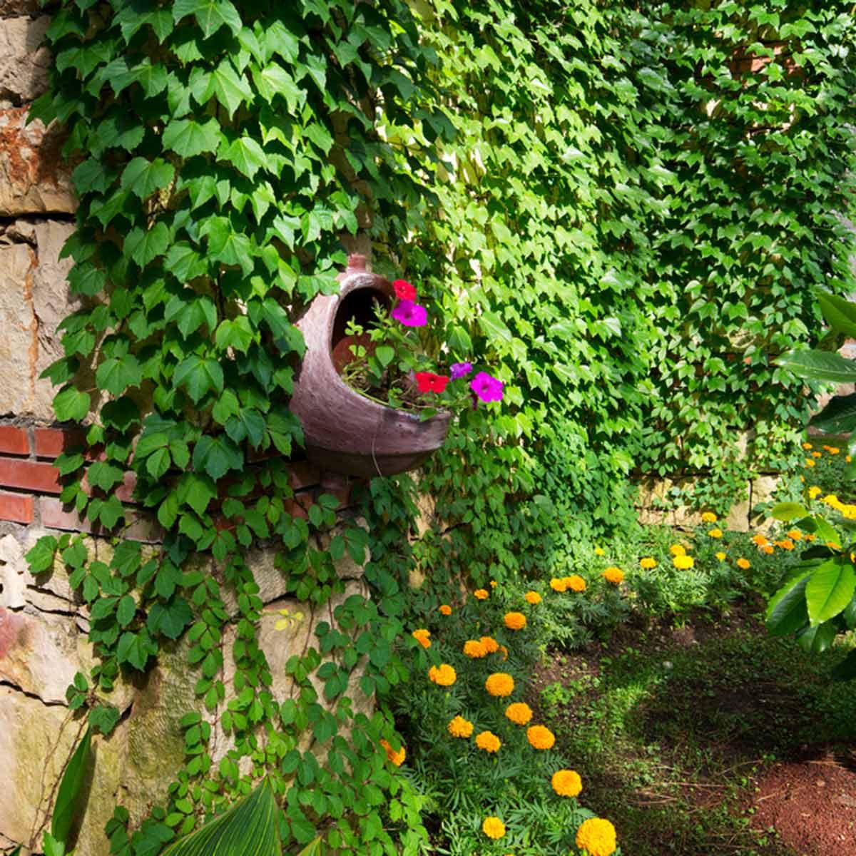 small yard landscaping with creeping vines and flowers